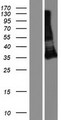 TMIGD1 Protein - Western validation with an anti-DDK antibody * L: Control HEK293 lysate R: Over-expression lysate
