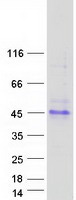 TMIGD1 Protein - Purified recombinant protein TMIGD1 was analyzed by SDS-PAGE gel and Coomassie Blue Staining