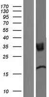 TMIGD2 Protein - Western validation with an anti-DDK antibody * L: Control HEK293 lysate R: Over-expression lysate