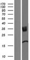 TMIGD2 Protein - Western validation with an anti-DDK antibody * L: Control HEK293 lysate R: Over-expression lysate