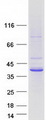 TMOD2 / Tropomodulin 2 Protein - Purified recombinant protein TMOD2 was analyzed by SDS-PAGE gel and Coomassie Blue Staining
