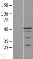 TMPO / TP / Thymopoietin Protein - Western validation with an anti-DDK antibody * L: Control HEK293 lysate R: Over-expression lysate