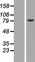 TMPO / TP / Thymopoietin Protein - Western validation with an anti-DDK antibody * L: Control HEK293 lysate R: Over-expression lysate