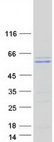 TMPO / TP / Thymopoietin Protein - Purified recombinant protein TMPO was analyzed by SDS-PAGE gel and Coomassie Blue Staining