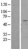 TMPRSS2 / Epitheliasin Protein - Western validation with an anti-DDK antibody * L: Control HEK293 lysate R: Over-expression lysate