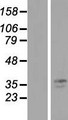 TMPRSS3 Protein - Western validation with an anti-DDK antibody * L: Control HEK293 lysate R: Over-expression lysate