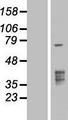 TMPRSS3 Protein - Western validation with an anti-DDK antibody * L: Control HEK293 lysate R: Over-expression lysate