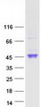 TMPRSS4 Protein - Purified recombinant protein TMPRSS4 was analyzed by SDS-PAGE gel and Coomassie Blue Staining