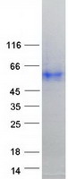 TMPRSS4 Protein - Purified recombinant protein TMPRSS4 was analyzed by SDS-PAGE gel and Coomassie Blue Staining