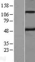 TMPRSS5 Protein - Western validation with an anti-DDK antibody * L: Control HEK293 lysate R: Over-expression lysate
