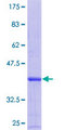 TMPRSS5 Protein - 12.5% SDS-PAGE Stained with Coomassie Blue.