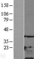 TMSB10 / Thymosin Beta 10 Protein - Western validation with an anti-DDK antibody * L: Control HEK293 lysate R: Over-expression lysate