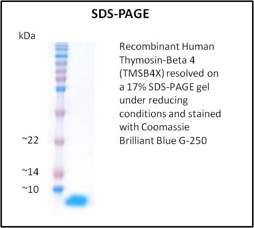 TMSB4X / Thymosin Beta-4 Protein
