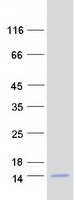 TMSL3 Protein - Purified recombinant protein TMSL3 was analyzed by SDS-PAGE gel and Coomassie Blue Staining