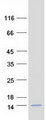 TMSL3 Protein - Purified recombinant protein TMSL3 was analyzed by SDS-PAGE gel and Coomassie Blue Staining