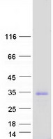 TMUB1 Protein - Purified recombinant protein TMUB1 was analyzed by SDS-PAGE gel and Coomassie Blue Staining