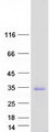TMUB1 Protein - Purified recombinant protein TMUB1 was analyzed by SDS-PAGE gel and Coomassie Blue Staining