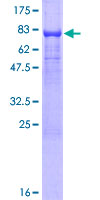 TMX3 Protein - 12.5% SDS-PAGE of human TXNDC10 stained with Coomassie Blue