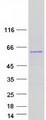 TMX3 Protein - Purified recombinant protein TMX3 was analyzed by SDS-PAGE gel and Coomassie Blue Staining