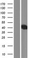 TMX4 Protein - Western validation with an anti-DDK antibody * L: Control HEK293 lysate R: Over-expression lysate