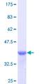 TNC / Tenascin C Protein - 12.5% SDS-PAGE Stained with Coomassie Blue.