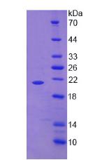 TNF Alpha Protein - Active Tumor Necrosis Factor Alpha (TNFa) by SDS-PAGE