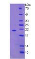 TNF Alpha Protein - Active Tumor Necrosis Factor Alpha (TNFa) by SDS-PAGE