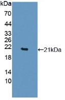 TNF Alpha Protein - Active Tumor Necrosis Factor Alpha (TNFa) by WB