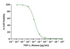 TNF Alpha Protein - Biological Activity TNF-alpha, Human stimulates cytotoxicity of L-929 mouse fibrosarcoma cells. The ED 50 for this effect is typically 11-50 pg/mL.
