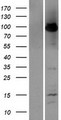 TNFAIP3 / A20 Protein - Western validation with an anti-DDK antibody * L: Control HEK293 lysate R: Over-expression lysate