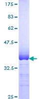 TNFAIP3 / A20 Protein - 12.5% SDS-PAGE Stained with Coomassie Blue.
