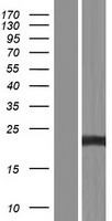 TNFAIP8 / SCC-S2 Protein - Western validation with an anti-DDK antibody * L: Control HEK293 lysate R: Over-expression lysate