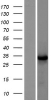 TNFAIP8L3 Protein - Western validation with an anti-DDK antibody * L: Control HEK293 lysate R: Over-expression lysate