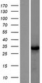 TNFAIP8L3 Protein - Western validation with an anti-DDK antibody * L: Control HEK293 lysate R: Over-expression lysate