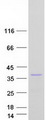TNFAIP8L3 Protein - Purified recombinant protein TNFAIP8L3 was analyzed by SDS-PAGE gel and Coomassie Blue Staining