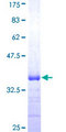 TNFRSF10A / DR4 Protein - 12.5% SDS-PAGE Stained with Coomassie Blue.