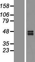 TNFRSF10B / Killer / DR5 Protein - Western validation with an anti-DDK antibody * L: Control HEK293 lysate R: Over-expression lysate