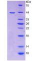 TNFRSF12A / TWEAK Receptor Protein - Active Tumor Necrosis Factor Receptor Superfamily, Member 12A (TNFRSF12A) by SDS-PAGE