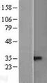 TNFRSF13B / TACI Protein - Western validation with an anti-DDK antibody * L: Control HEK293 lysate R: Over-expression lysate