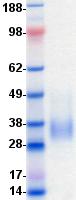 TNFRSF14 / CD270 / HVEM Protein