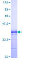 TNFRSF19 / TROY Protein - 12.5% SDS-PAGE Stained with Coomassie Blue.