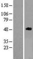 TNFRSF19L / RELT Protein - Western validation with an anti-DDK antibody * L: Control HEK293 lysate R: Over-expression lysate