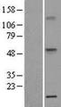 TNFRSF1A / TNFR1 Protein - Western validation with an anti-DDK antibody * L: Control HEK293 lysate R: Over-expression lysate