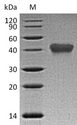 TNFRSF1B / TNFR2 Protein - (Tris-Glycine gel) Discontinuous SDS-PAGE (reduced) with 5% enrichment gel and 15% separation gel.