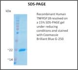 TNFRSF1B / TNFR2 Protein