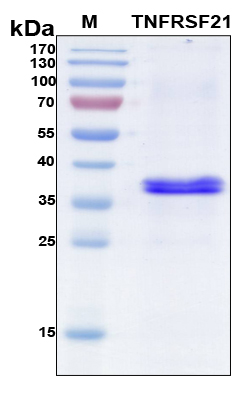 TNFRSF21 / DR6 Protein - SDS-PAGE under reducing conditions and visualized by Coomassie blue staining