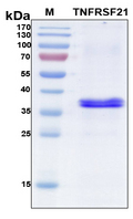 TNFRSF21 / DR6 Protein - SDS-PAGE under reducing conditions and visualized by Coomassie blue staining