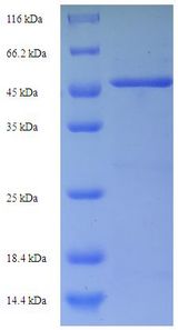 TNFRSF21 / DR6 Protein