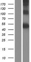 TNFRSF25 / DR3 Protein - Western validation with an anti-DDK antibody * L: Control HEK293 lysate R: Over-expression lysate