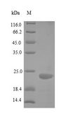 TNFRSF25 / DR3 Protein - (Tris-Glycine gel) Discontinuous SDS-PAGE (reduced) with 5% enrichment gel and 15% separation gel.